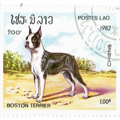 LAO BOSTON TERRIER DOG ANIMAL  COMMEMORATIVE STAMP WS8