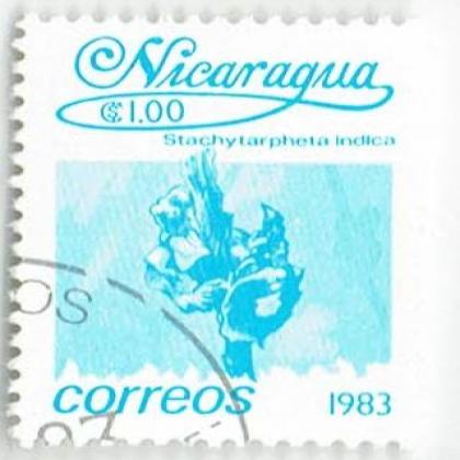 NICARGUA 1983 INDICA  COMMEMORATIVE STAMP WS 6