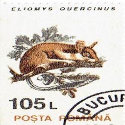 ROMANIA 105 L ELIMYS QUERCINUS MOUSE COMMEMORATIVE STAMP WS04